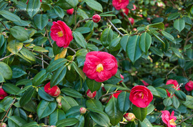 Japán Kamélia (Camellia japonica)