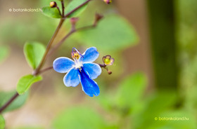 Kék Pillangóvirág