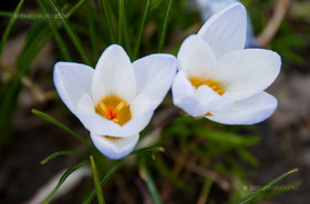 Kétvirágú Sáfrány (Crocus biflorus)
