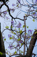 Kínai Császárfa (Paulownia tomentosa)