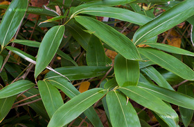 Legyezős Törpebambusz (Sasa palmata)