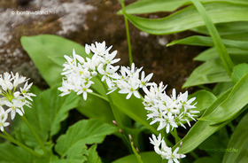Medvehagyma (Allium ursinum)