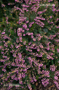 Örökzöld Hanga (Erica x darleyensis)