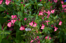 Őszi Zsálya (Salvia greggii)