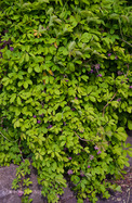 Ötlevelű Akébia (Akebia quinata)