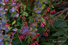 Ottawai Vérborbolya (Berberis x ottawensis f. purpurea)