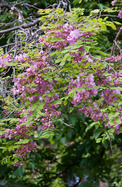 Rózsás Akác (Robinia hispida)