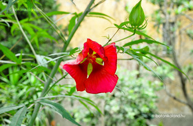Skarlát Hibiszkusz (Hibiscus coccineus)