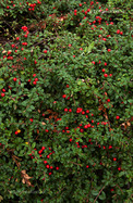 Svéd Madárbirs (Cotoneaster x suecicus)