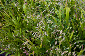 Széleslevelű Különösfű (Chasmanthium latifolium)