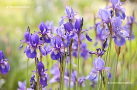 Szibériai Nőszirom (Iris sibirica)