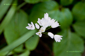 Szíriai Hagyma (Allium zebdanense)