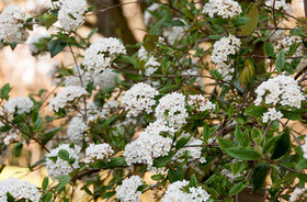 Tavaszi Bangita (Viburnum x burkwoodii)