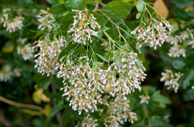 Tengerparti Seprűcserje (Baccharis halimifolia)