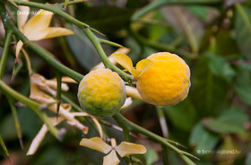 Vadcitrom (Poncirus trifoliata)
