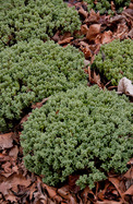 Hebe pinguifolia