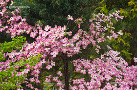 Virágos Som (Cornus florida)