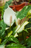 Vitorlavirág (Spathiphyllum)