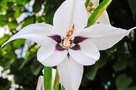 Abesszín Kardvirág (Gladiolus murielae)