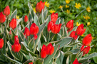 Ágas Tulipán (Tulipa praestans)