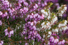 Alpesi Hanga (Erica carnea)