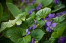 Amerikai Ibolya (Viola sororia)