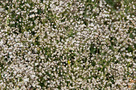 Buglyos Fátyolvirág (Gypsophila paniculata)
