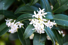 Burkwood-illatcserje (Osmanthus x burkwoodii)