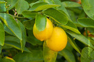 Citrom (Citrus x limon)