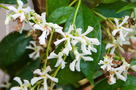Csillagjázmin (Trachelospermum jasminoides)