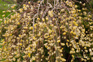 Csüngő Barkafűz (Salix caprea Kilmarnock)