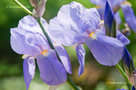 Dalmát Nőszirom (Iris pallida)