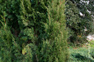 Európai Ciprus (Cupressus sempervirens)