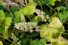 Fehér Tűzgyöngyvirág (Heuchera villosa)