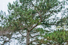 Feketefenyő (Pinus nigra)