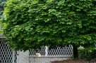 Gömb Korai Juhar (Acer platanoides Globosum)