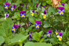 Háromszínű Árvácska (Viola tricolor)