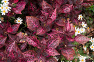 Herbst-pelyvavirág (Iresine herbstii)