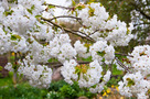 Japán Díszcseresznye (Prunus serrulata)