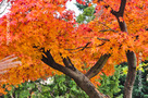 Japán Juhar (Acer palmatum)