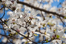 Japán Liliomfa (Magnolia kobus)