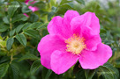 Japán Rózsa (Rosa rugosa)