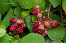 Japán Szeder (Rubus phoenicolasius)