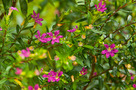Japánmirtusz (Cuphea hyssopifolia)