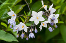 Jázmincsucsor (Solanum laxum)