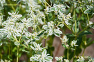 Jégvirág (Euphorbia marginata)