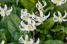 Kaliforniai Kakasmandikó (Erythronium californicum)