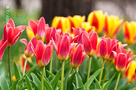 Kaufmann-tulipán (Tulipa kaufmanniana)