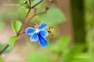 Kékpillangóvirág (Rotheca myricoides)