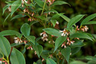 Keleti Bogyóspuszpáng (Sarcococca orientalis)